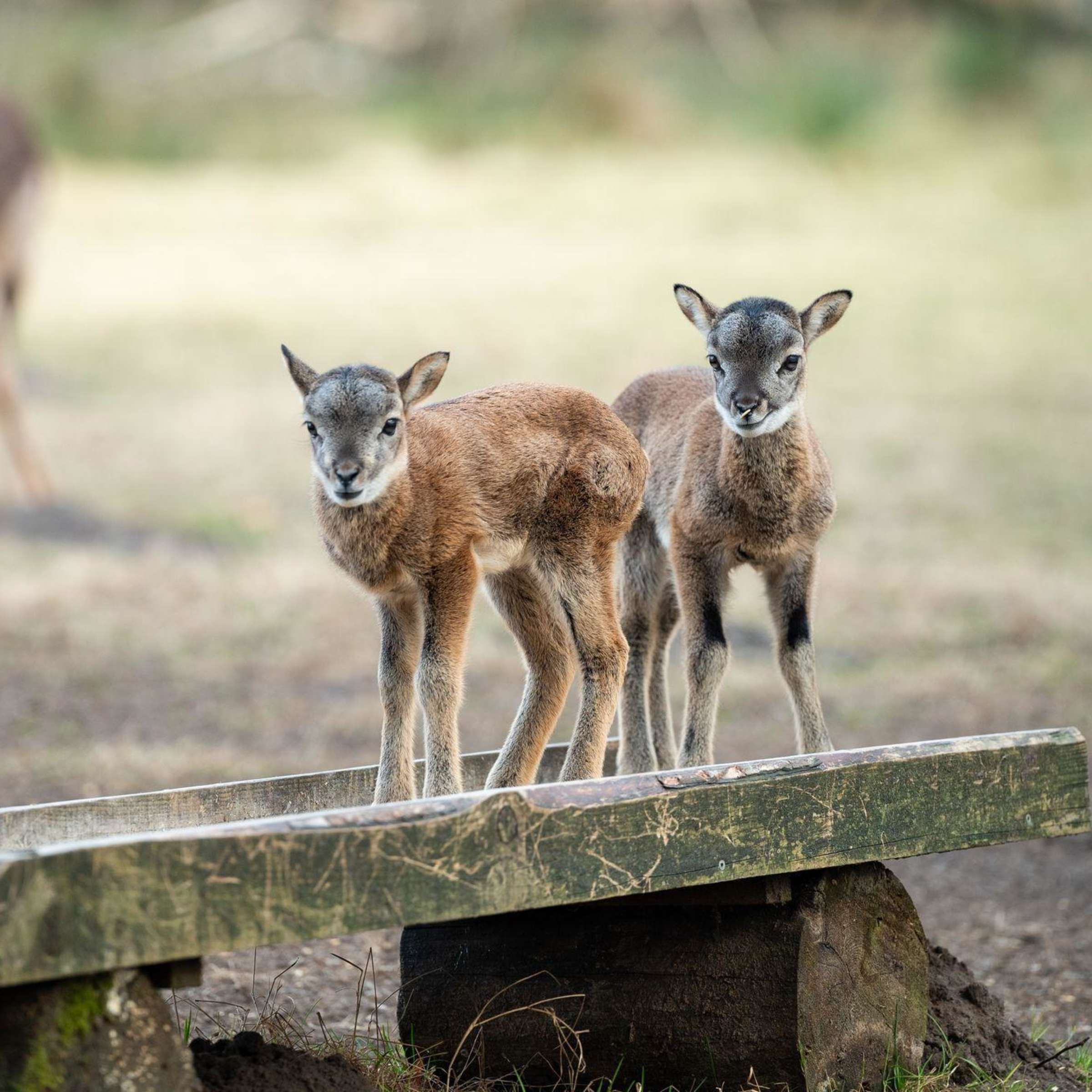 Mufflon-Nachwuchs frohlockt im Wildgehege Klövensteen