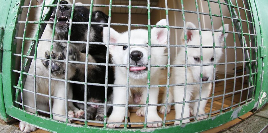 Tierheim Südstraße steht vor Personalnot und Verfall