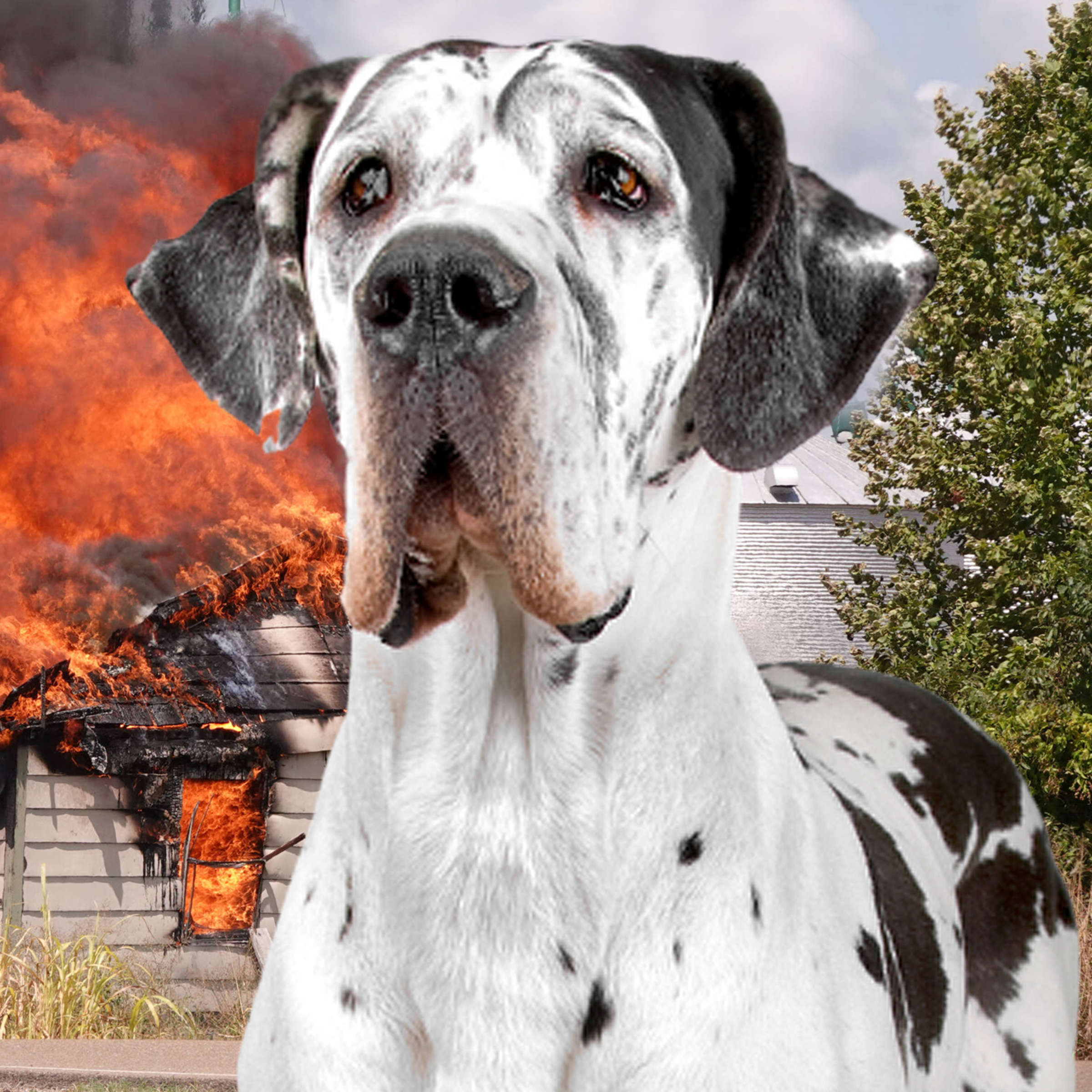 Brand in Wohnhaus: Familie rettet sich mit Hund im letzten Moment