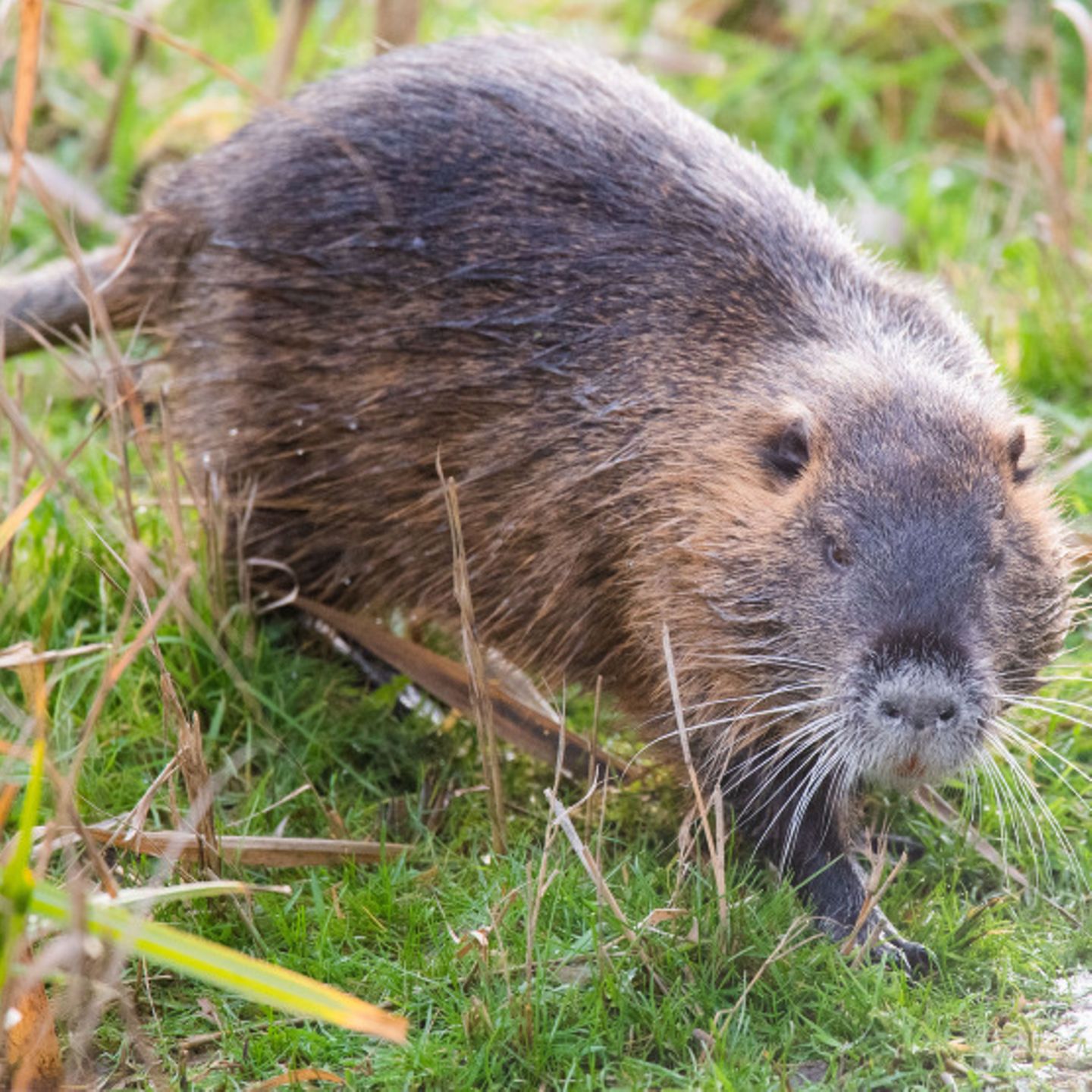 Tierquäler greifen erneut zu – Nutriababy in Gefahr