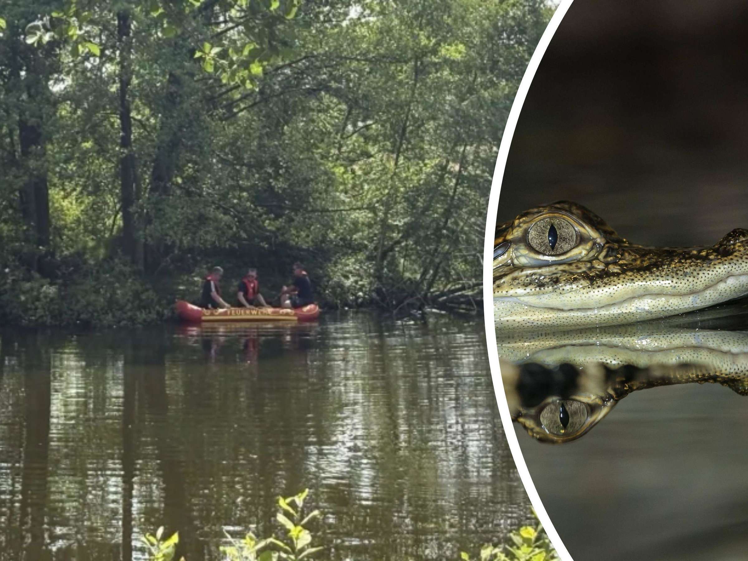 Aligator-Alarm in Vechta: Stadt sperrt Gelände und holt Experten