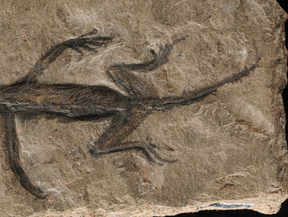 Neuer Fund in Italien: Vulkangestein bewahrt unerwartete Fossilien