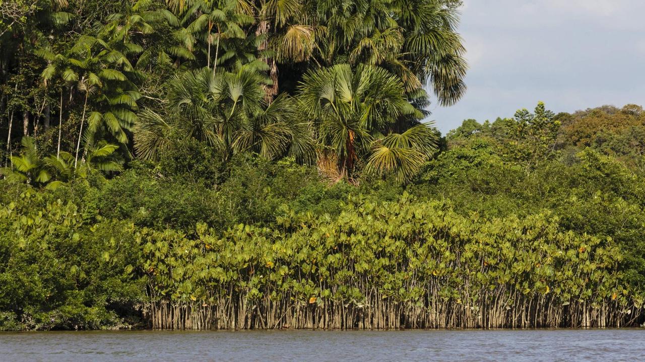 Natur als Rechtssubjekt – Der Angriff auf die menschliche Grundrechtsordnung